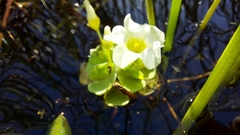 Oxalis natans