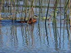 Holochilus brasiliensis