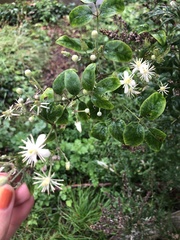 Clematis vitalba
