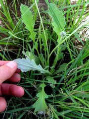 Arctotis arctotoides