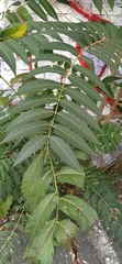 Ailanthus altissima