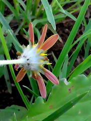 Arctotis arctotoides