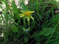 Arctotis arctotoides