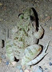 Fejervarya multistriata