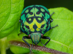 Orsilochides variabilis