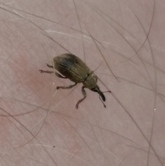 Trichopterapion holosericeum