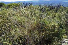 Lachnaea capitata