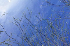Lachnaea capitata