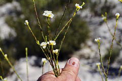 Lachnaea capitata