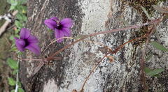 Monopsis simplex