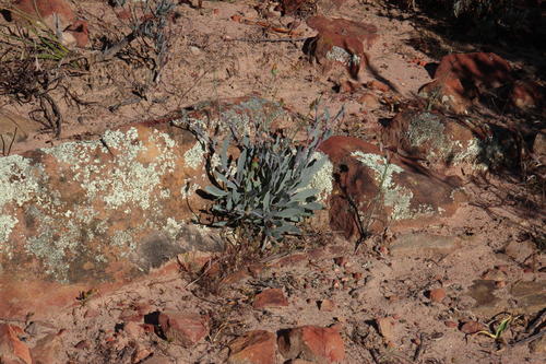 Othonna humilis