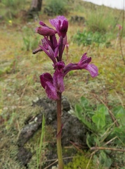Anacamptis papilionacea papilionacea