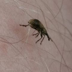 Trichopterapion holosericeum