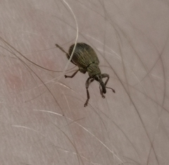 Trichopterapion holosericeum