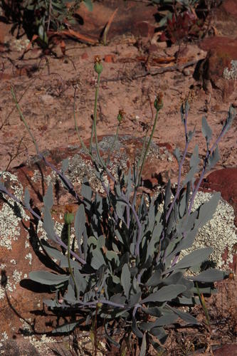 Othonna humilis
