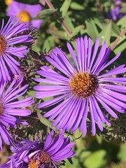 Symphyotrichum novae-angliae