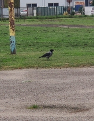 Corvus cornix