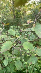 Crataegus pruinosa