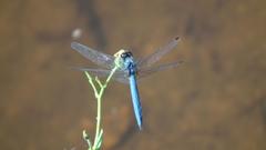Trithemis dorsalis