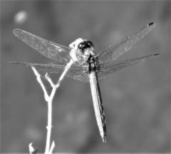 Trithemis dorsalis