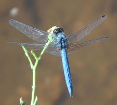 Trithemis dorsalis