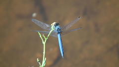 Trithemis dorsalis