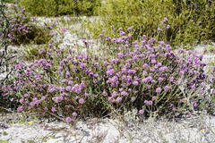 Amphithalea ericifolia ericifolia