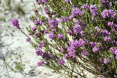 Amphithalea ericifolia ericifolia