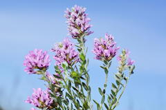 Amphithalea ericifolia ericifolia