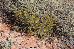 Lasiosiphon deserticola