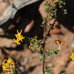 Lasiosiphon deserticola