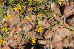 Lasiosiphon deserticola