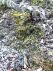 Drakaea gracilis