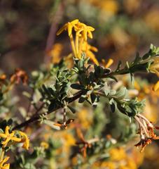 Lasiosiphon deserticola