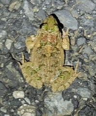 Fejervarya multistriata