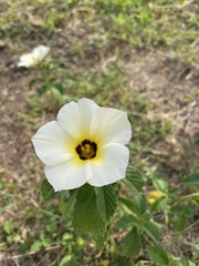 Passifloraceae