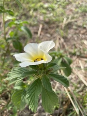 Passifloraceae