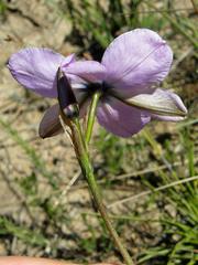 Aristea cantharophila