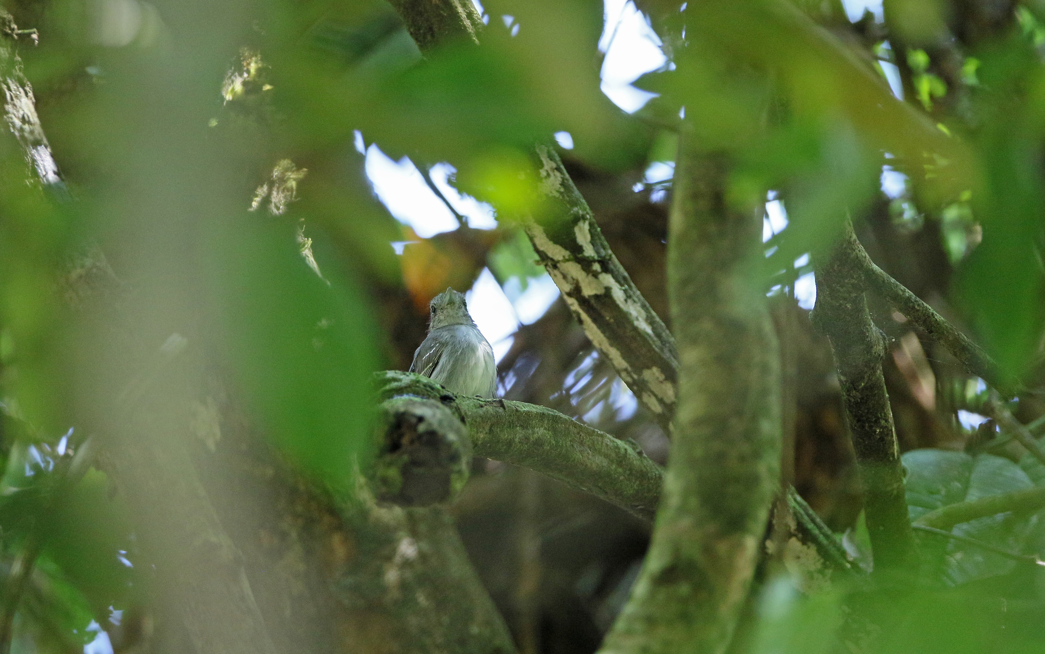 Mouse-colored Antshrike (Thamnophilus murinus), photo 2