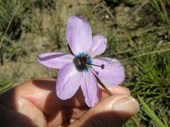 Aristea cantharophila