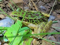 Odorrana tianmuii