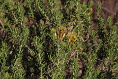 Oedera multipunctata