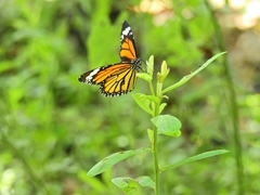 Danaus genutia