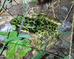 Odorrana tianmuii