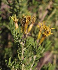 Oedera multipunctata