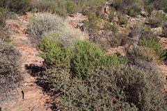 Oedera multipunctata