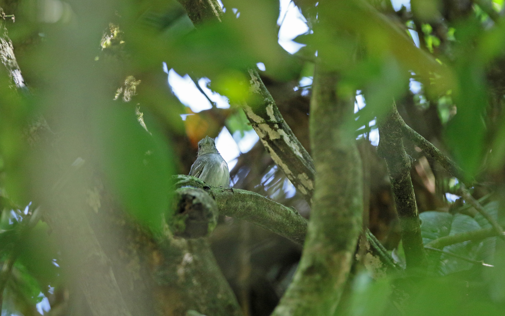 Mouse-colored Antshrike (Thamnophilus murinus), photo 3