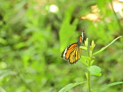 Danaus genutia