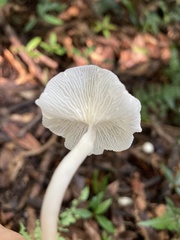 Marasmiellus inoderma