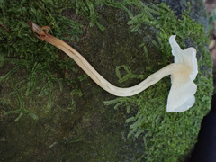 Marasmiellus inoderma